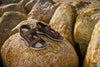 New Feet Herresandal Brun Wide – 191-29-1534